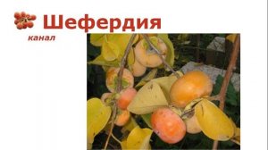 Самые морозостойкие сорта хурмы