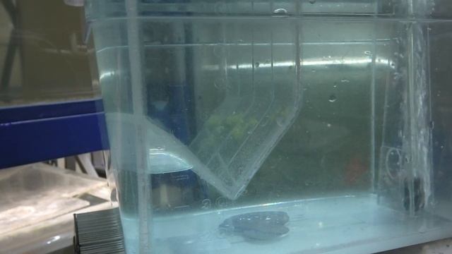 Aquarists Of Russia Способы инкубации икры Ч.№2 