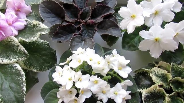 КАК Я ПРИТЕНЯЮ ФИАЛКИ ОТ СОЛНЦА! БЫСТРОЕ И БЮДЖЕТНОЕ ПРИТЕНЕНИЕ ОКНА! смотреть онлайн