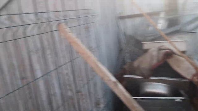 Будни приюта. смотреть онлайн