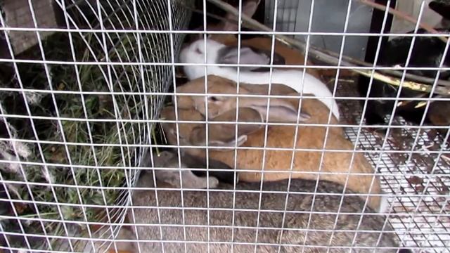 Зверобой (травы ядовитые и полезные для кроликов) смотреть онлайн