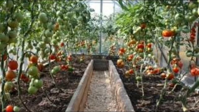Томаты в теплице - отличный урожай. Все тонкости выращивания