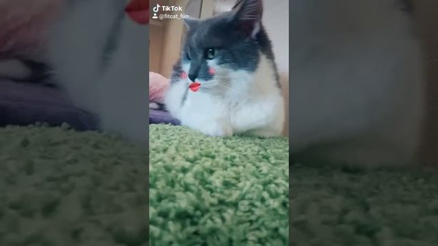 Беговое колесо для кошек и котов Fit Cat смотреть онлайн