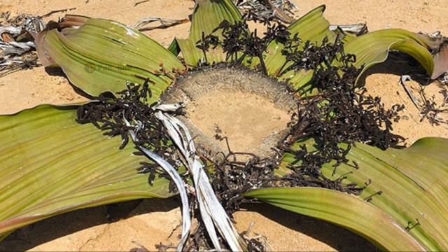 Unique facts about Welwitschia mirabilis || An extraordinary plant || A headless tree || FacTime смотреть онлайн