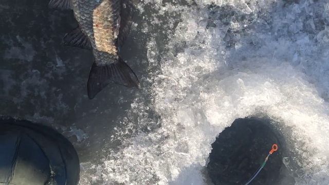 Нашел лужу с кучей РЫБЫ. ПОДВОДНАЯ СЪЁМКА.КАРП .КАРАСЬ.ЩУКА.ОКУНЬ.Рыбалка в Запорожье. смотреть онлайн