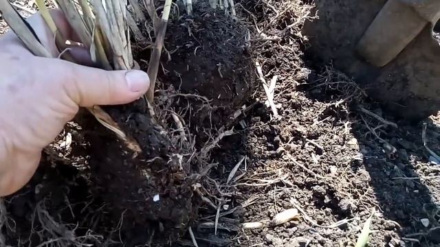 Размножение мискантуса (декоративные злаки) делением куста весной. Не запаздывайте с этим! смотреть онлайн