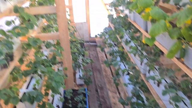 Дополнительное освещение для клубники. смотреть онлайн