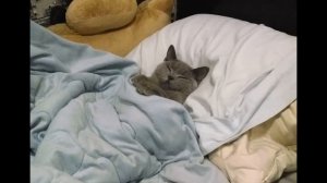 Вот что нужно знать, если кошка спит вместе с вами в постели (2019)