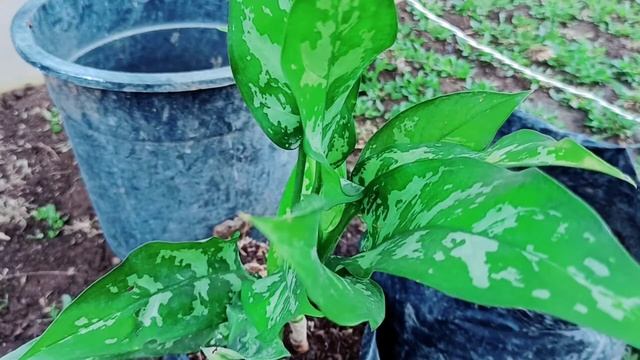 HOMALOMENA PLANT MY NEW COLLECTION| CHINESE EVERGREEN OR AGLAONEMA PLANT|REPOTTING OF PLANTS