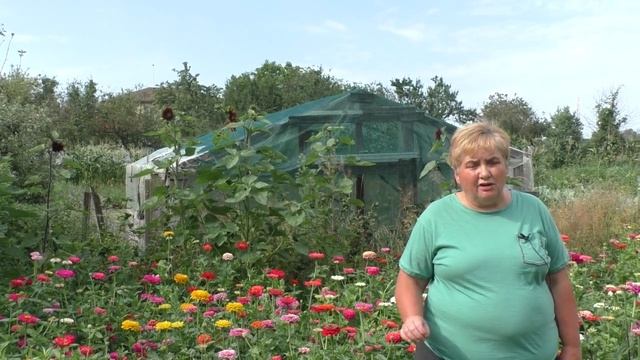 Клумба Циннии, Которая ПРИТЯГИВАЕТ Внимание. Мои цветы. смотреть онлайн