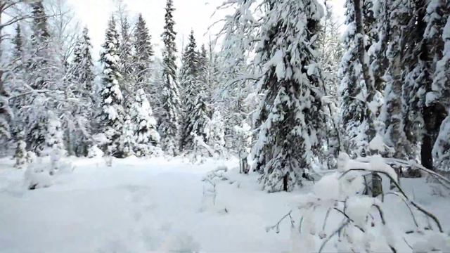 был в лесу 8 22 ноября 2021 год смотреть онлайн