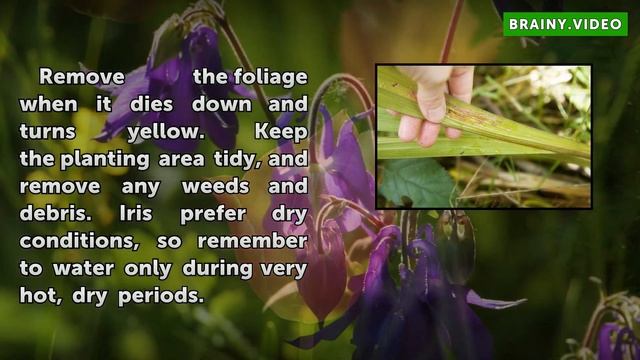 How to Care for Iris Plants After Bloom смотреть онлайн