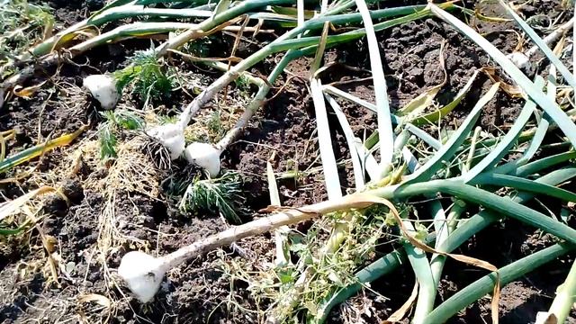 Уборка нашего, "безимянного" чеснока 2023 !!!! смотреть онлайн