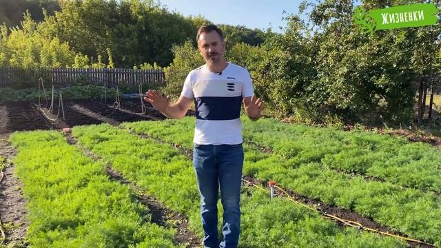 Укроп растет, как грибы после дождя