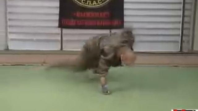 S.P.A.S. - Special Applied Army System (подготовка). смотреть онлайн