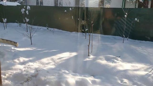 Мой львиный зев зимой . Теперь он будет многолетним ! смотреть онлайн