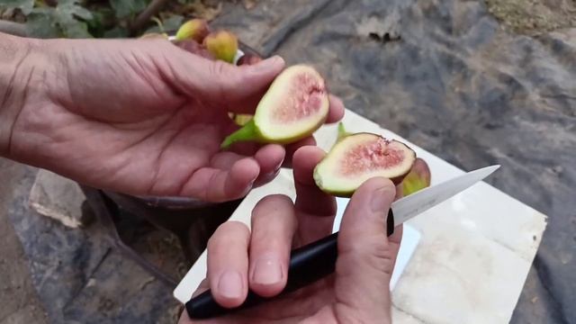 Сезон винограда и инжира заканчивается,начинается пора цитрусов. смотреть онлайн