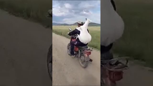 Перевозка коз, овец на мотоцикле смотреть онлайн