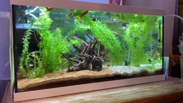 НЕБОЛЬШОЙ ИТОГ - ЧТО СЛУЧИЛОСЬ С РАСТЕНИЯМИ ИЗ АКВАРИУМА-ТАЗА? САМЫЙ ВЫГОДНЫЙ ЭКСПЕРИМЕНТ ЗА ГОД! смотреть онлайн