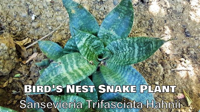 Ornamental Plants The Philippines With Names Including Scientific Name Part 9 смотреть онлайн