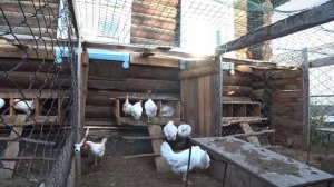 Завели несушек Декалб Уайт