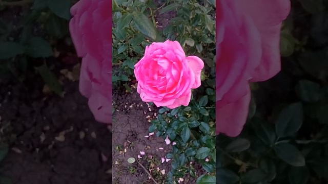 Про несформований сад! смотреть онлайн