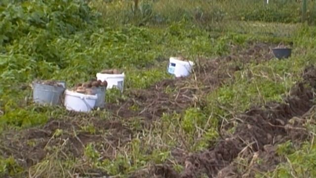 Уборка картошки Белый лебедь. смотреть онлайн