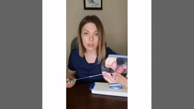 Перенос эмбриона при ЭКО. КСМ. ЭКО Казань