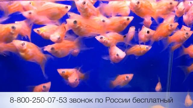 Моллинезия баллон лира золотая Golden Balloon Molly Lyretail (Poecilia Latipinna) продажа оптом смотреть онлайн