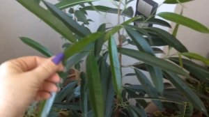 Фикус Бенедикта Али