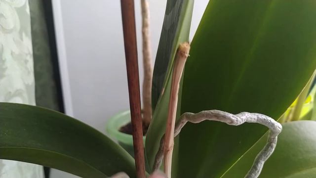 Орхидея остановила рост стрелы, причины смотреть онлайн