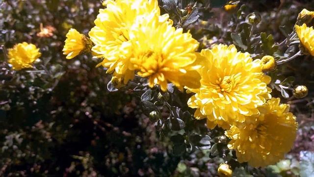 Нежные чары хризантем! Красивое видео о цветах. смотреть онлайн