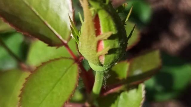 НАС ЗАЛИЛИ ДОЖДИ / ФИКС ПРАЙС ВЫРУЧАЕТ🛍 ПОДКОРМИЛА ПЕТУНИИ И ГОРТЕНЗИИ