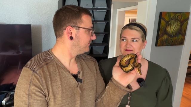 Check out our Tinley October 2023 ball python pick ups! смотреть онлайн