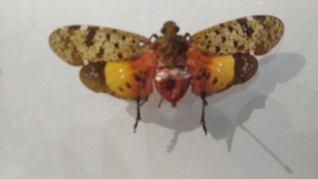 #Київ Природничий музей. Виставка "Комахи з шафи". Метелики, жуки, павуки. смотреть онлайн