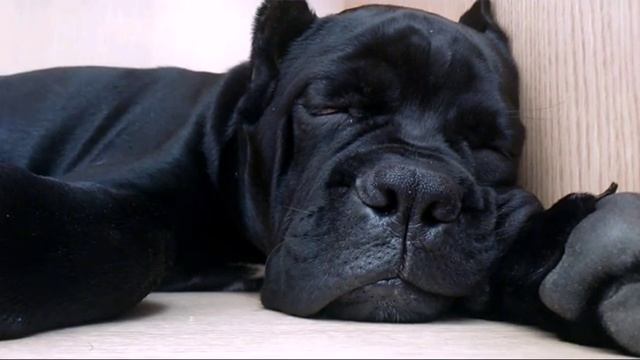 Cane corso /кане корсо смотреть онлайн