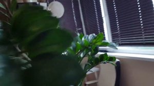 ШИКАРНАЯ МОСКОВСКАЯ КВАРТИРА ЗНАКОМСТВО С Крейзи Максим ТВ