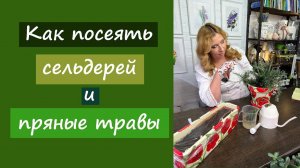 Как посеять сельдерей и пряные травы
