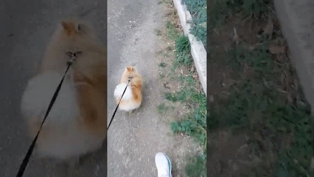Вечерний влог с прогулки ??Встретили ласку ?рассказываю о проблемах в воспитании своей собаки ? смотреть онлайн