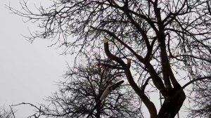 Опиловка плодовых деревьев  осуществляется, только во время когда дерево без листьев!!!