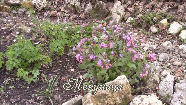 Первоцветы в саду.  Названия первоцветов.