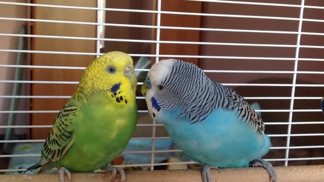 проявление симпатии самца волнистика смотреть онлайн