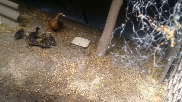 Наші каченята дикої качки (крижні) смотреть онлайн