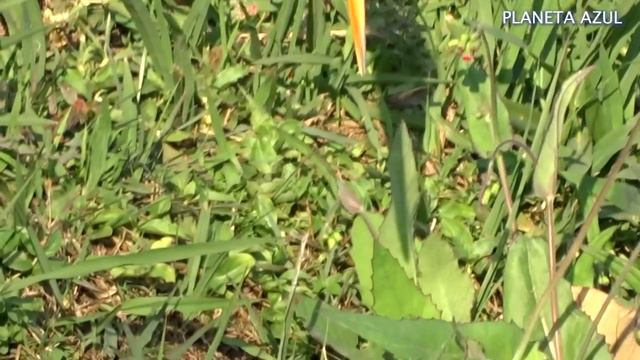 VEJA uma Garça Pescando, PESCARIA da GARÇA 😄 🎣 смотреть онлайн