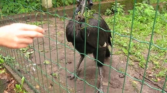 Рогатый ворон (Bucorvus abissinicus) смотреть онлайн
