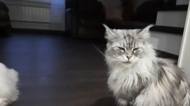 Жизнь с четырьмя кошками. кормим кошек смотреть онлайн