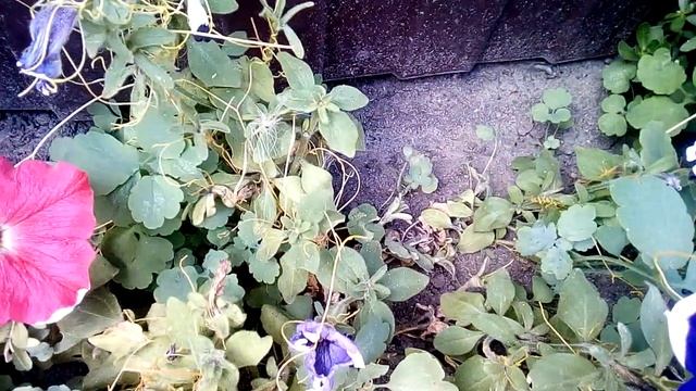 Растение - паразит смотреть онлайн