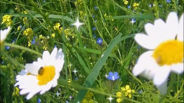 💖🌟Ромашковое лето... Исп. Светлана Абрамова🥰🥰🥰🥰🥰🥰🥰🥰🥰 смотреть онлайн
