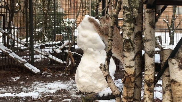 Сатик и снежный медведь смотреть онлайн