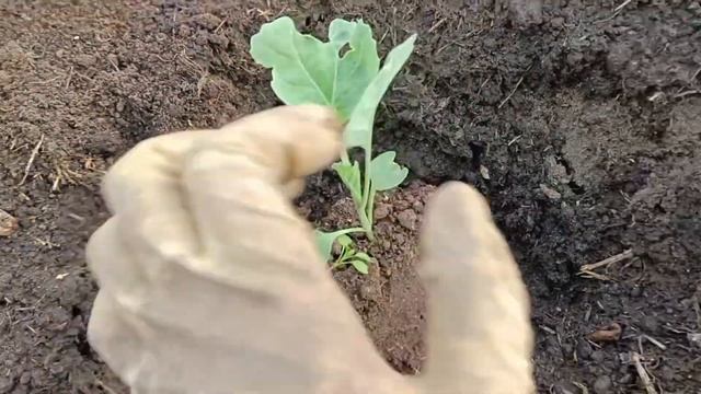 Что посадила в огороде на 23.05.23.